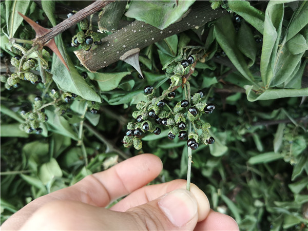 三臺(tái)花椒烘干